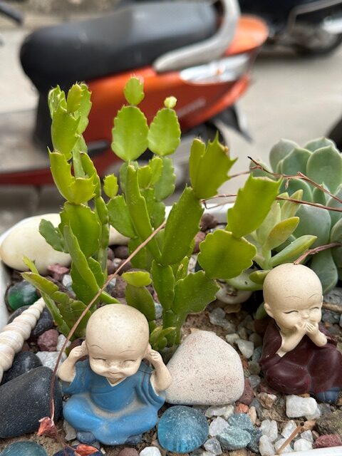 Christmas cactus flowering indoor plant safe for dogs