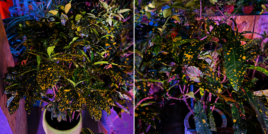 croton plant with yellow spotted leaves in home garden