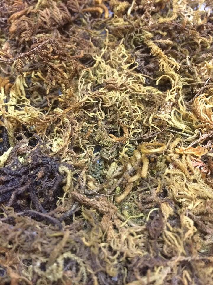 Peat moss for plants to retain moisture and improve soil structure