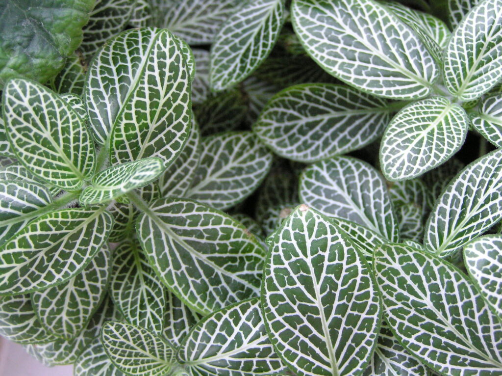 Fittonia pet-safe plant placed in table in small pot