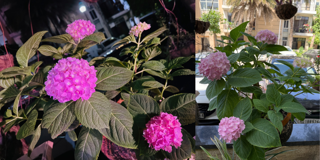 blooming hydrangea plant growing under a palm tree in a shaded balcony in India