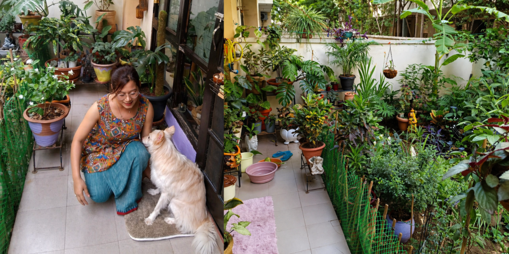 healthy indoor plants on a balcony garden in India
