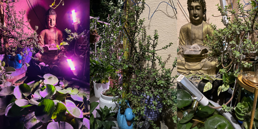 Jade plants beautifully placed around my Buddha idol on the balcony