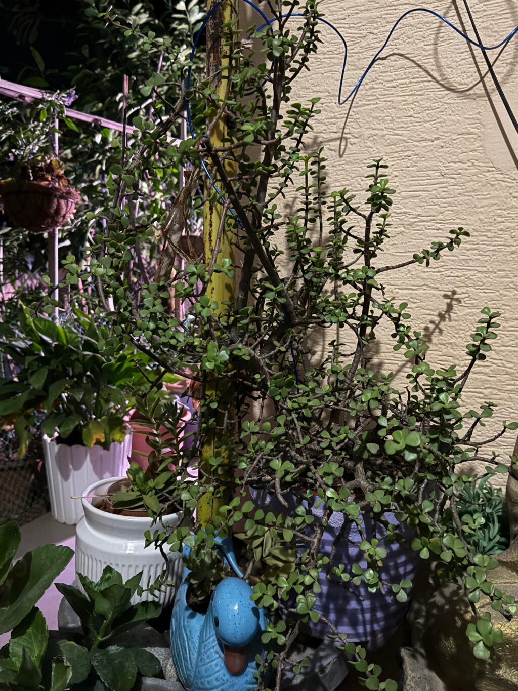 Jade plant toxic to dogs and cats