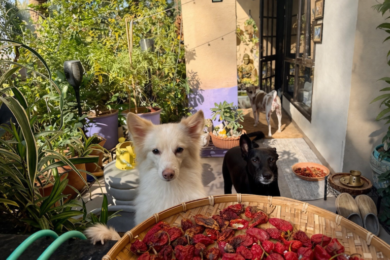 My dogs near harvested ghost peppers (Bhut Jolokia)
