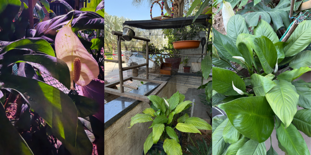 Best indoor plants - peace lily in my bird house garden