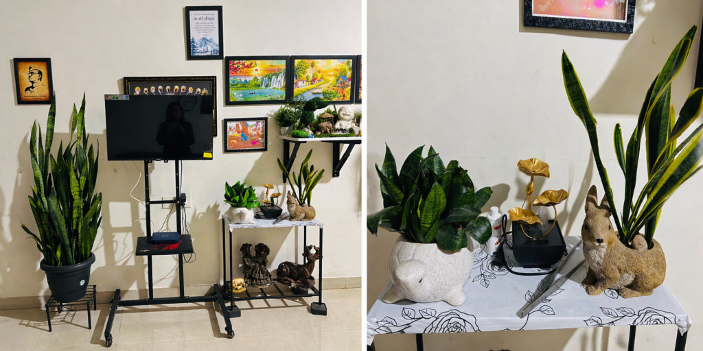 indoor plant decor setup with snake plant and small planters
