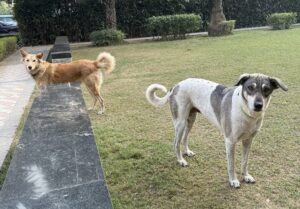 Stray dogs in my local area in India waiting for food and care during heat waves