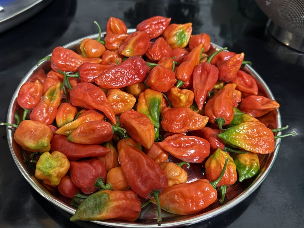 Freshly harvested ripe Ghost Peppers (Bhut Jolokia) from my home garden