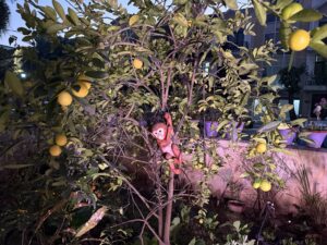 Kagzi Nimbu lemon plant with a few remaining ripe and green lemons near the end of the season