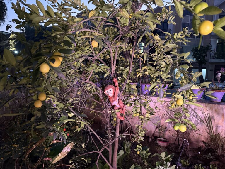 Kagzi Nimbu lemon plant with a few remaining ripe and green lemons near the end of the season