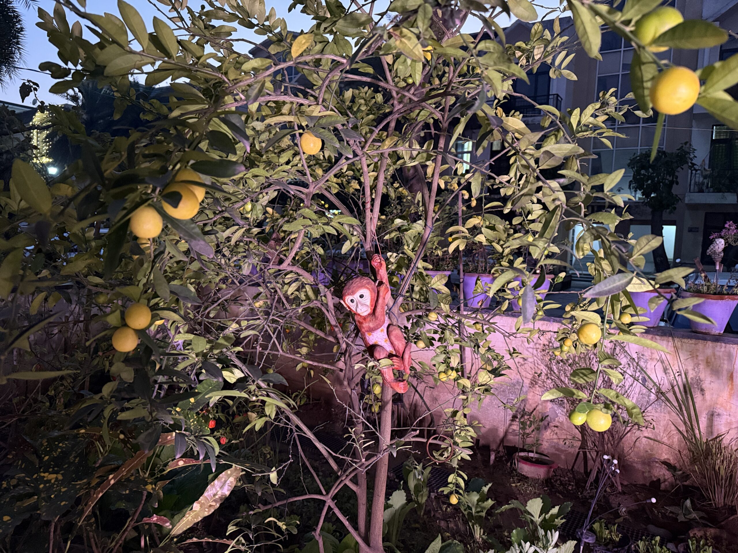 Kagzi Nimbu lemon plant with a few remaining ripe and green lemons near the end of the season