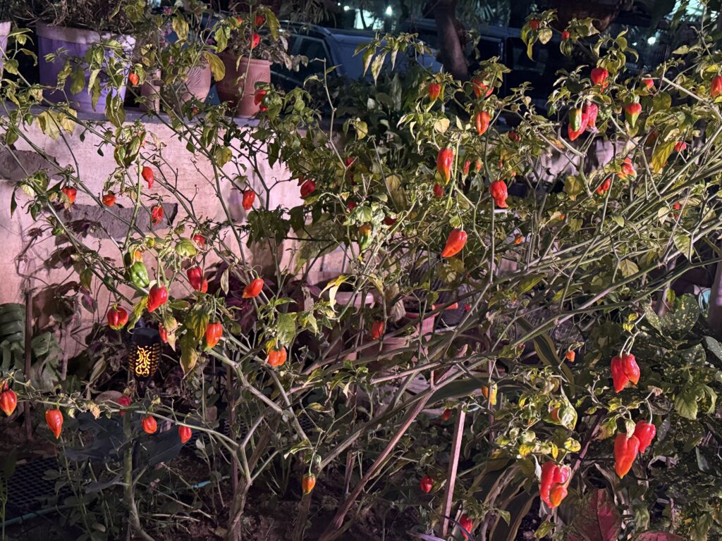 Ripe red Ghost Peppers (Bhut Jolokia) growing on a healthy pepper plant in an Indian home garden.