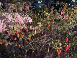 Ripe red Ghost Peppers (Bhut Jolokia) growing on a healthy pepper plant in an Indian home garden.
