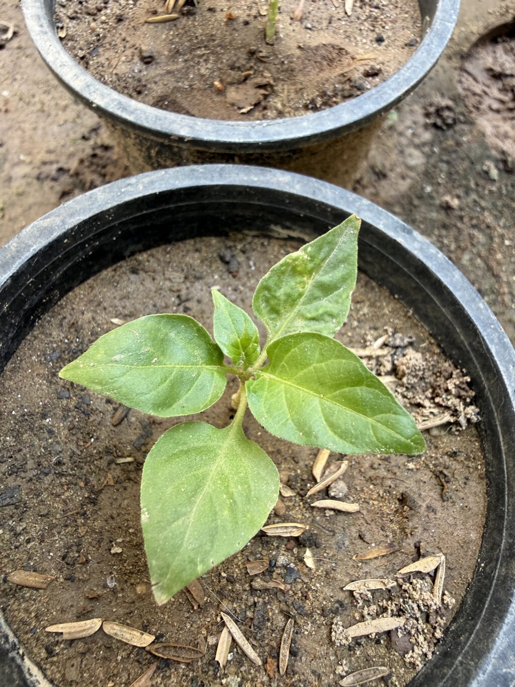 Young ghost pepper (Bhut Jolokia) plant grown from seed