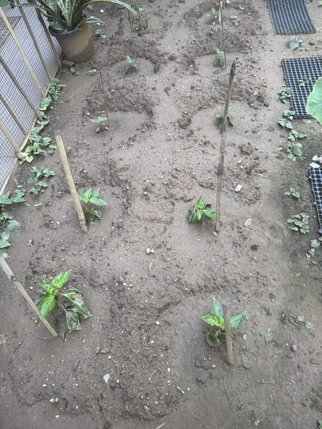 Young Ghost Pepper (Bhut Jolokia) plant after transplanting