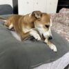 Dog Treat Rawhide Chew Bone for Dogs Bella is chewing Bones | Long Lasting Dental Chew
