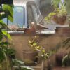 Two pigeons are eating kangni seed in my balcony