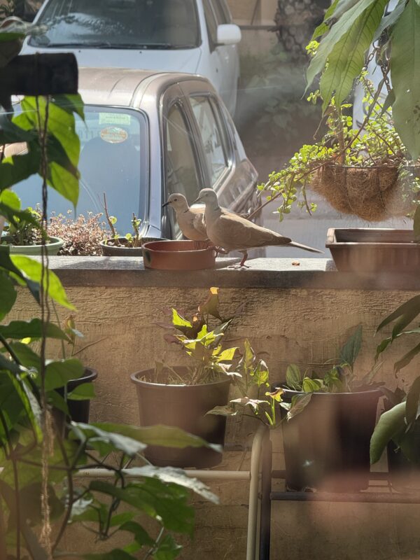 Two pigeons are eating kangni seed in my balcony