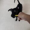 Tombi, my dog is chewing yellow chicken munchy sticks