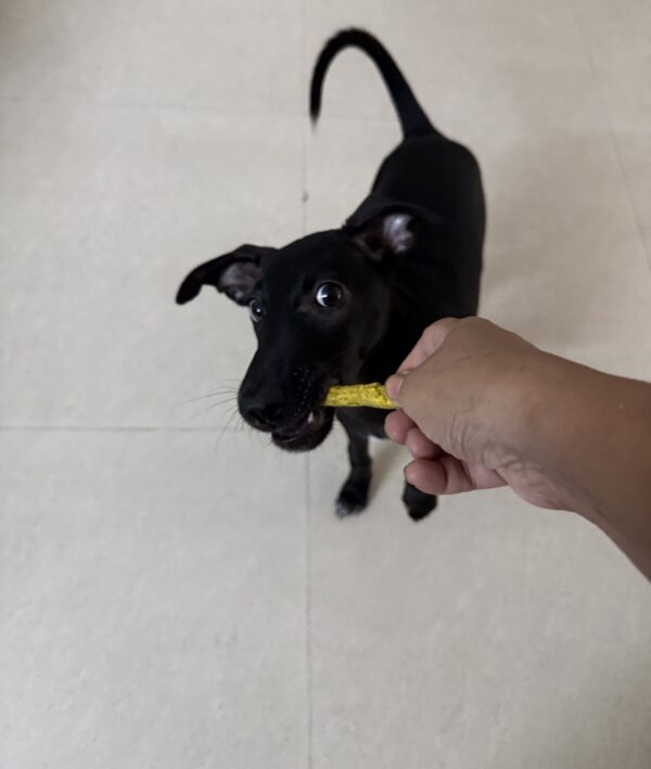Tombi, my dog is chewing yellow chicken munchy sticks