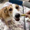 Bella is chewing yellow chicken chew sticks