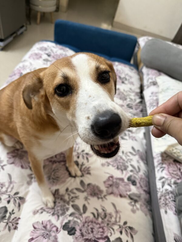 Bella is chewing yellow chicken chew sticks