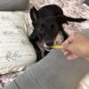 Mubi chewing chicken munchy sticks