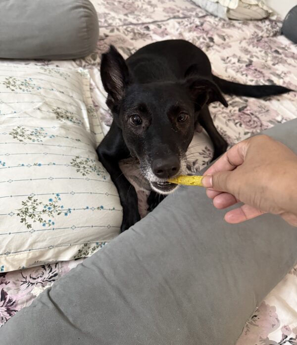 Mubi chewing chicken munchy sticks