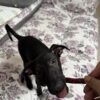 my dog chews red munchy sticks Tombi, my dog is chewing red chew sticks