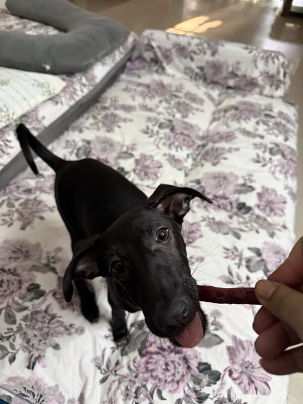 my dog chews red munchy sticks Tombi, my dog is chewing red chew sticks