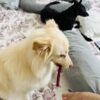 my dog chewing red mutton chew sticks Thoibi, my dog chewing red mutton chew sticks