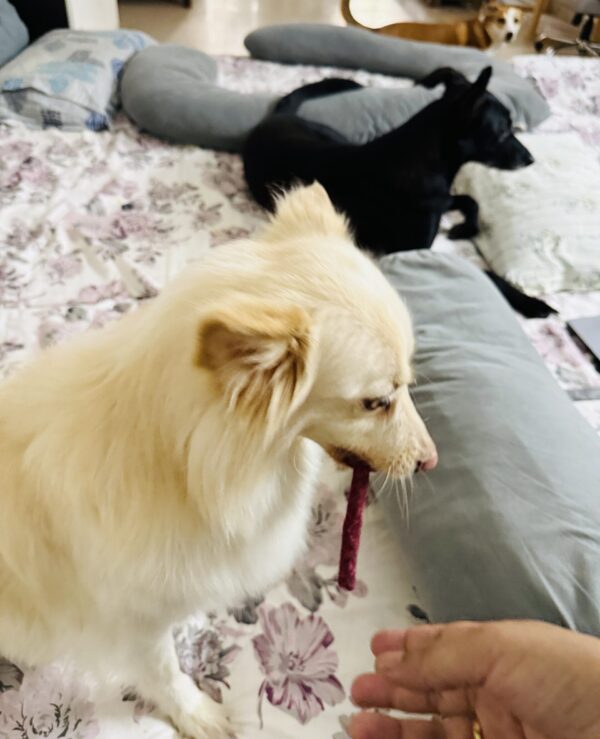 my dog chewing red mutton chew sticks Thoibi, my dog chewing red mutton chew sticks