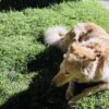 Stray Dogs are chewing Munchy Sticks