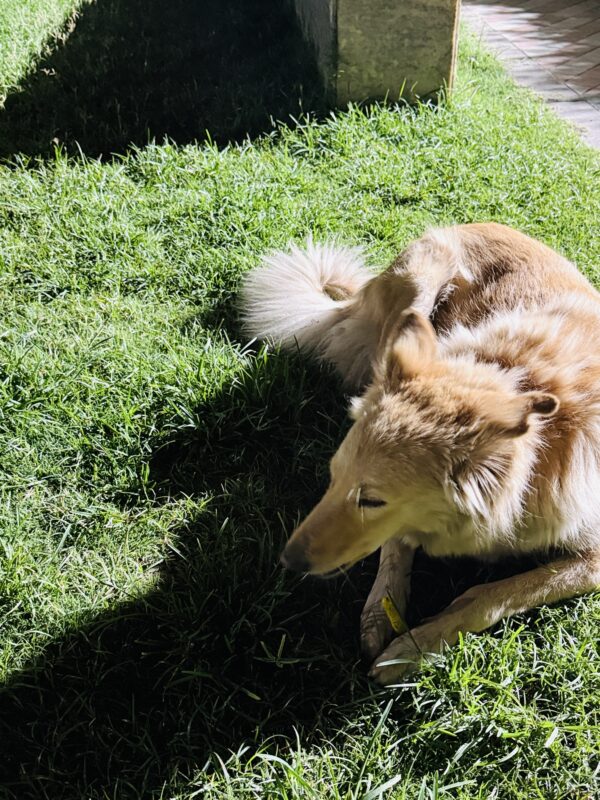 Stray Dogs are chewing Munchy Sticks