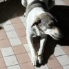 Arangbi chewing munchy sticks