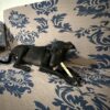 Tombi chews white milky sticks