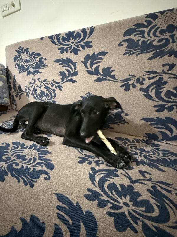 Tombi chews white milky sticks