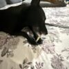 Mubi chews milky twisted sticks