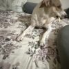 Rangbi chews white twisted milky sticks