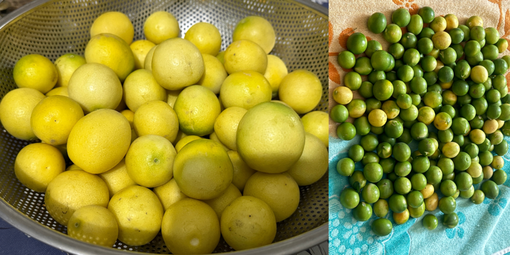 Freshly harvested green and ripe lemons from a home-grown Kagzi Nimbu plant